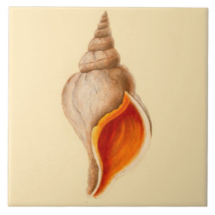 Beach House Theme Ceramic Wall Tiles Conch Shell