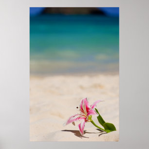Beach Lily 24x36 art print