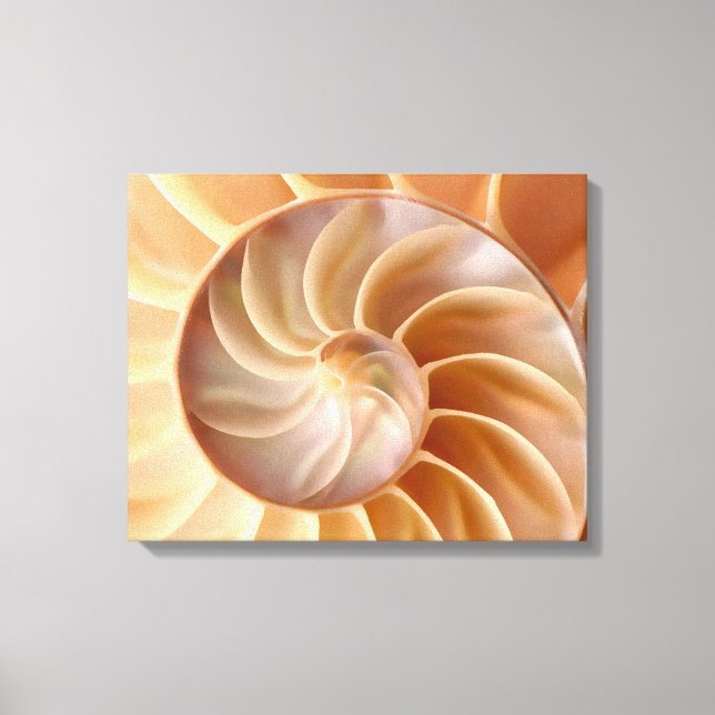 Beach Nautilus Shell Art Canvas Print (Front)