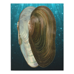 Beach Ocean Sea Shells  Faux Canvas Print