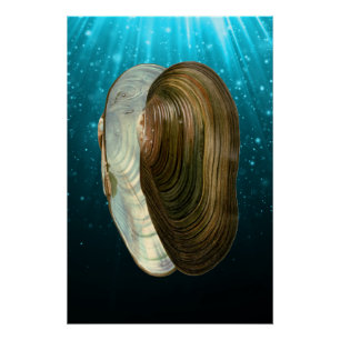 Beach Ocean Sea Shells  Poster