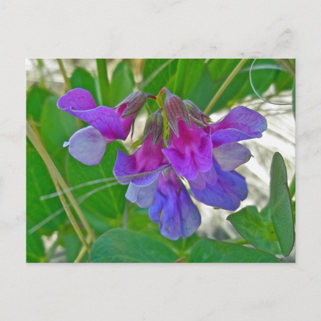 Beach Pea (Lathyrus maritimus) Coordinating Items Postcard (Front)
