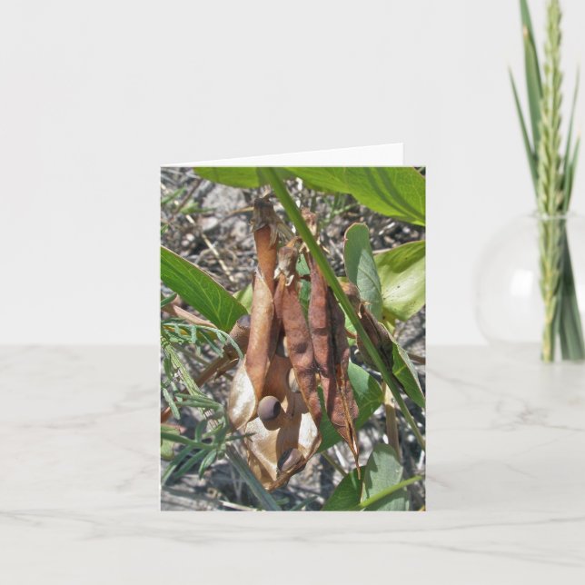 Beach Pea Seed Pods Note Card (Front)