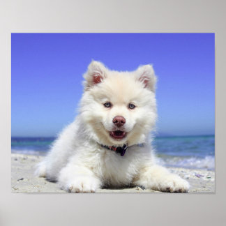 Beach Puppy Dog Fluffy White Animal Summer Photogr Poster