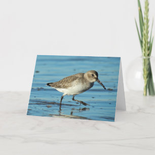 Beach Scene - Dunlin Thank You Card