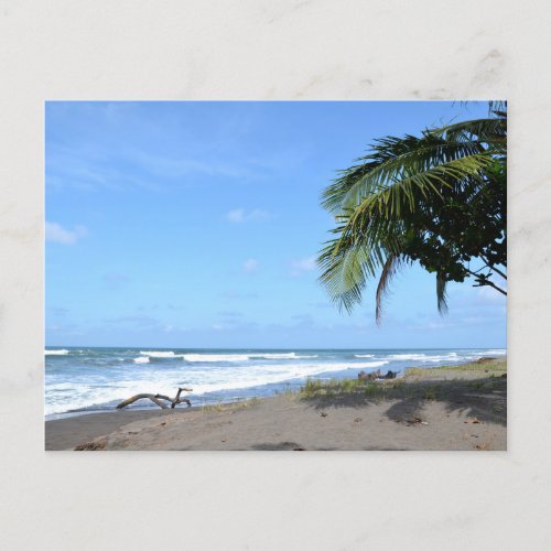 _ Beach sea floating wood and palm tree Postcard