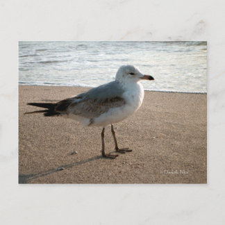 Beach Seagull Postcard