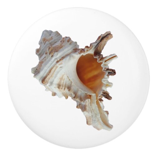 Beach Seashell Ocean Shell Ceramic Knob