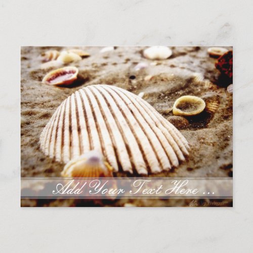 Beach Seashells at Krabi Thailand Postcard