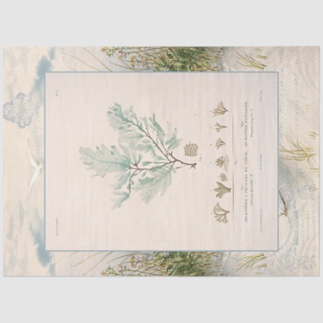 Beach Seashore Botanical Sea Weed Blue Decoupage Tissue Paper (Front)