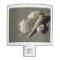 Beach Shells Night Light