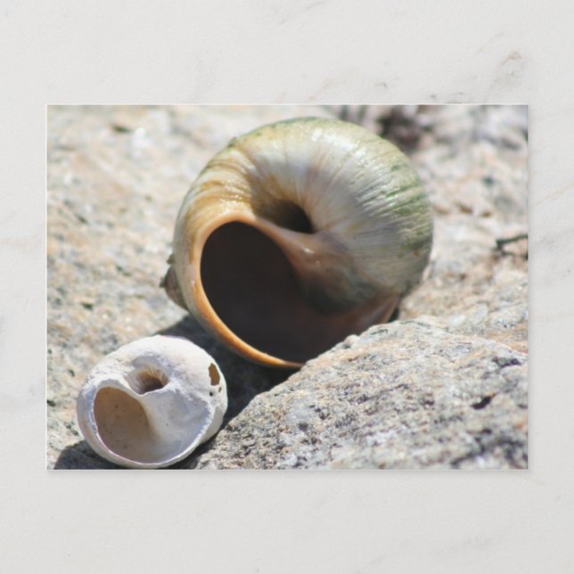 Beach Shells Postcard (Front)