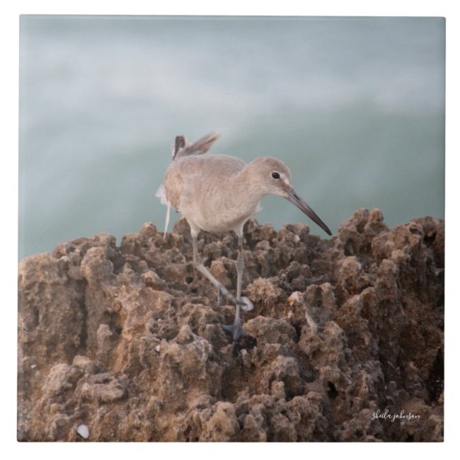 Beach Shorebird Willet with Teal Ocean Background