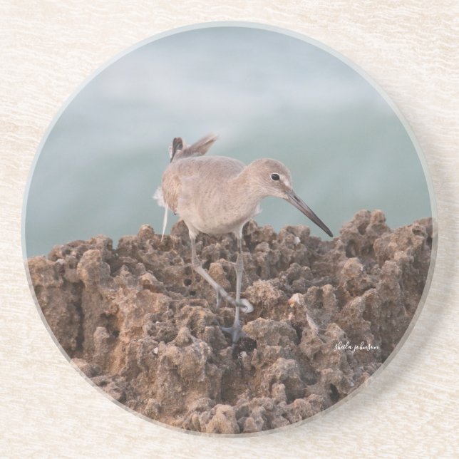Beach Shorebird Willet with Teal Ocean Background Coaster (Front)