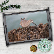 Beach Shorebird Willet with Teal Ocean Background Serving Tray