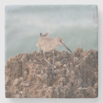 Beach Shorebird Willet with Teal Ocean Background Stone Coaster