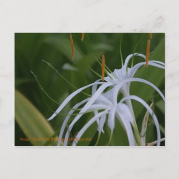 Beach Spider Lily Postcard by JulDesign at Zazzle