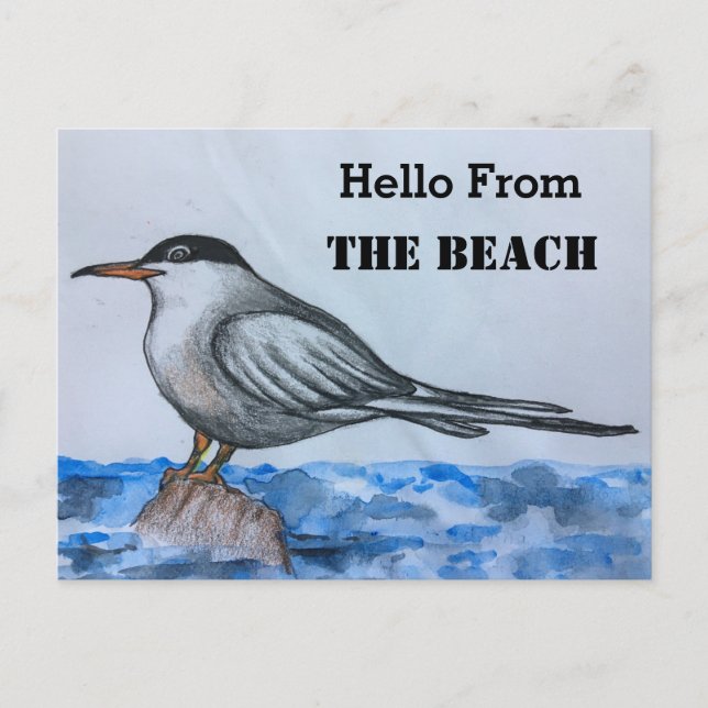Beach Tern Seagull Hello Postcard (Front)