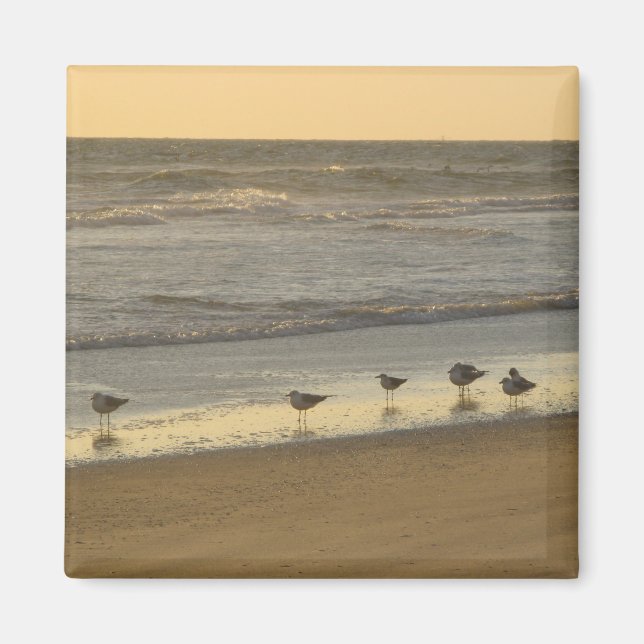 Beach Terns Birds Sunrise Ocean Photography Magnet (Front)