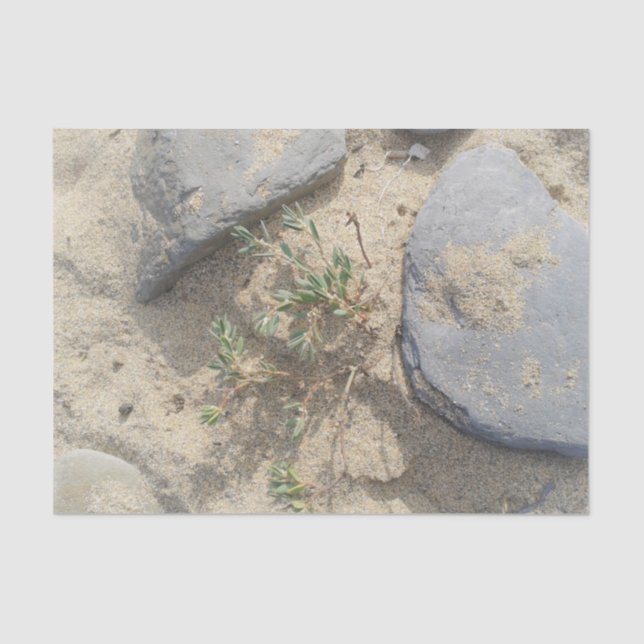 Beach Tissue Paper (Front)