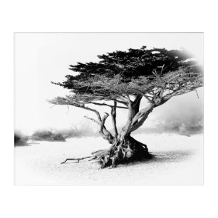 BEACH TREE Acrylic Wall Art