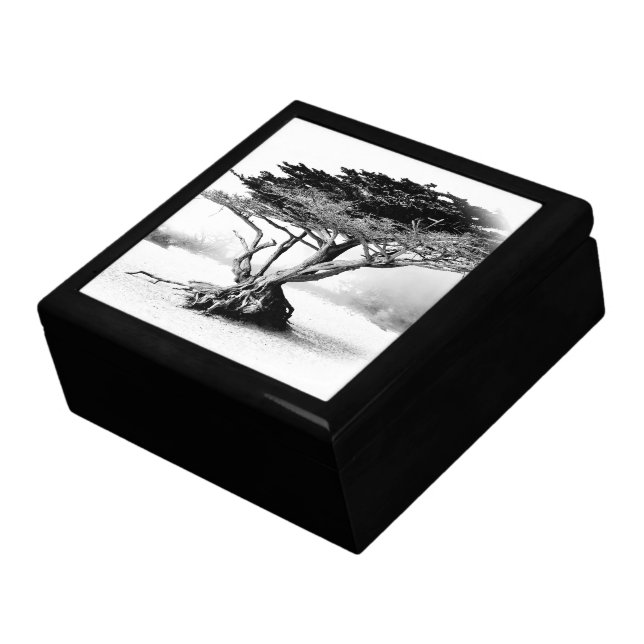 BEACH TREE Keepsake Box (Side)