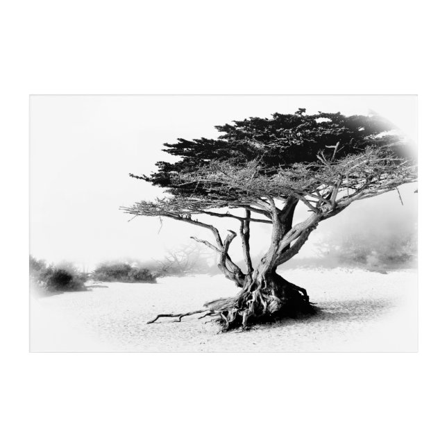 BEACH TREE Large Acrylic Wall Art (Front)