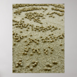 Beach Visions Print