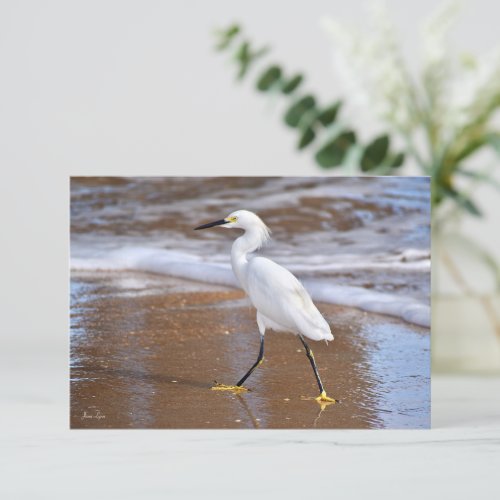 Beach White Egret Bird cards Nature note card