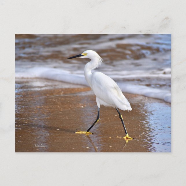 Beach White Egret Bird cards Nature note card (Front)