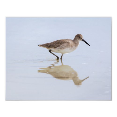 Beach Willet Photo Print