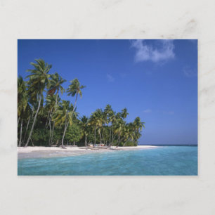 Beach with palm trees, Maldives Postcard