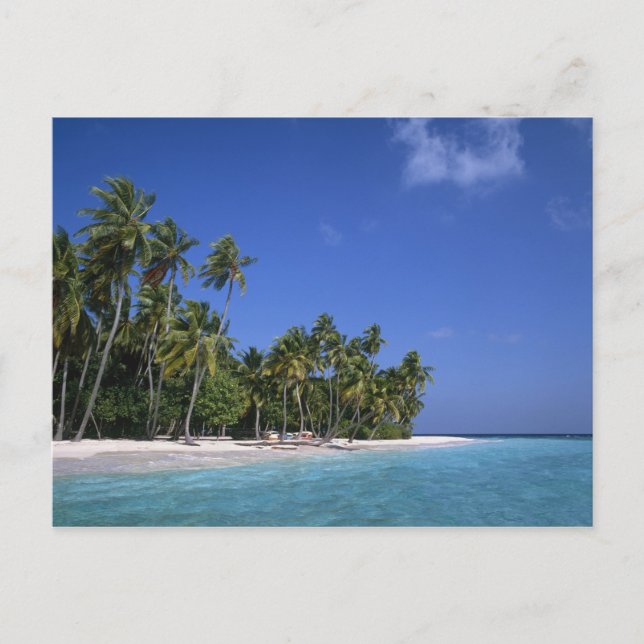 Beach with palm trees, Maldives Postcard (Front)