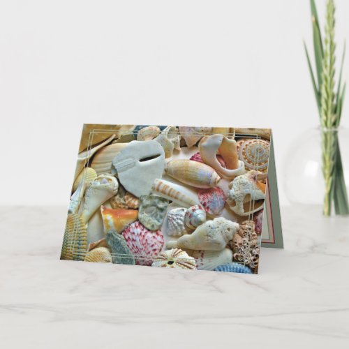 Beachcomber Seashell Collection Blank Note Cards
