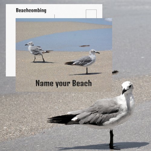 Beachcombing Seagulls Photographic Beach Postcard