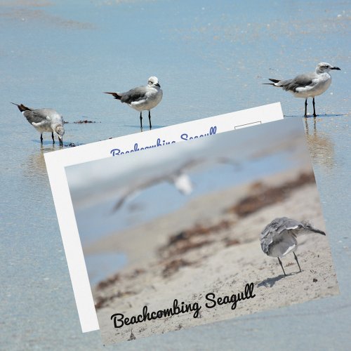 Beachcombing Seagulls Postcard
