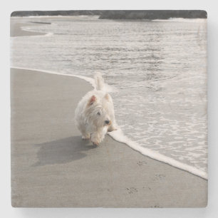 Beachcombing Westie Dog Photo Stone Coaster