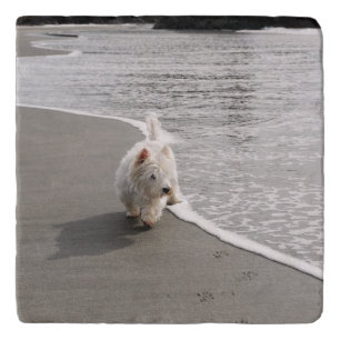 Beachcombing Westie Dog Photo Stone Trivet