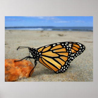 Beached Butterfly by TDGallery Poster