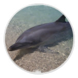 Beached Dolphin Ceramic Knob