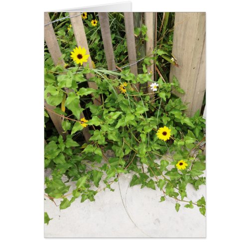 Beachside Dune Flowers and Fence