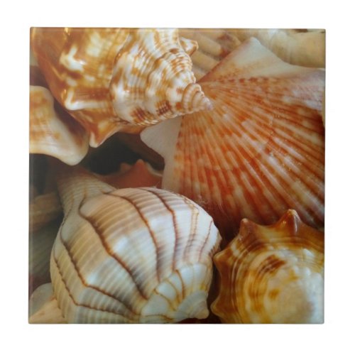 Beachy Seashells Ceramic Tile