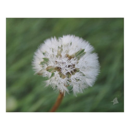 Beaded Dandelion Clock Faux Canvas Print