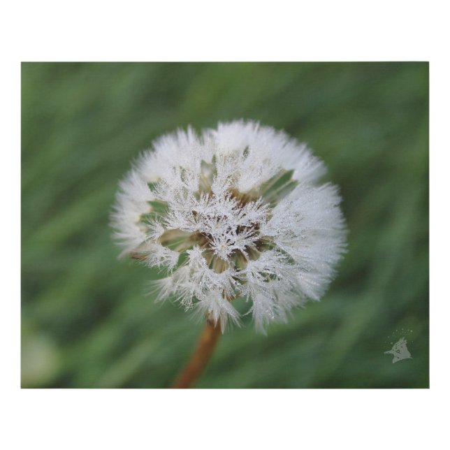 Beaded Dandelion Clock Faux Canvas Print (Front)