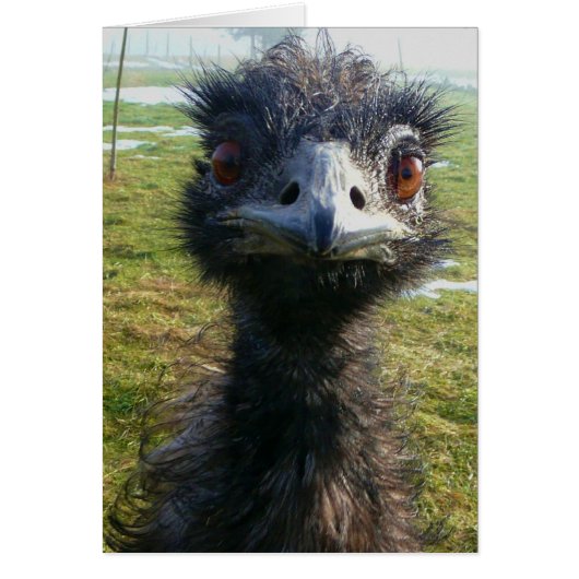 Beady Eyes EMU Cards (Front)