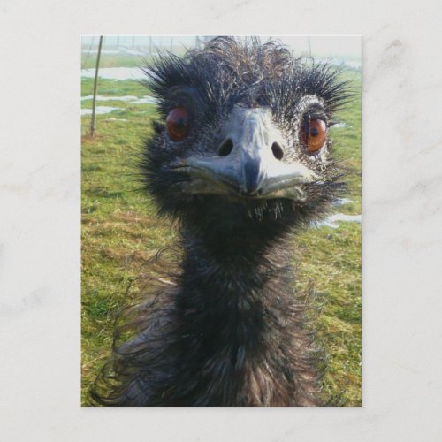 Beady Eyes EMU Postcard