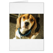 Beagle (Front)