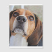 beagle 2.png (Front)