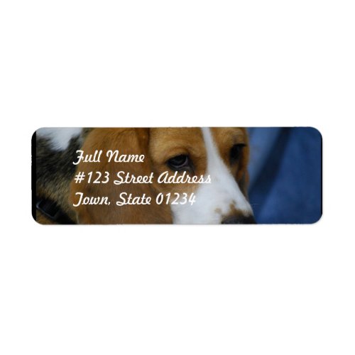 beagle_31jpg label