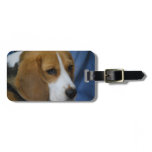beagle-31.jpg luggage tag